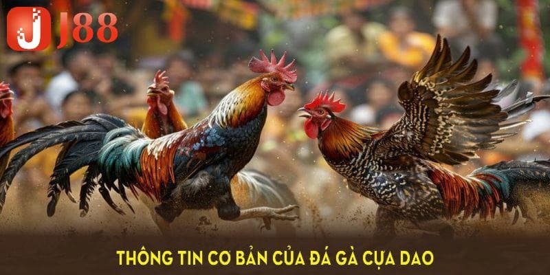 Như thế nào là đá gà cựa dao?