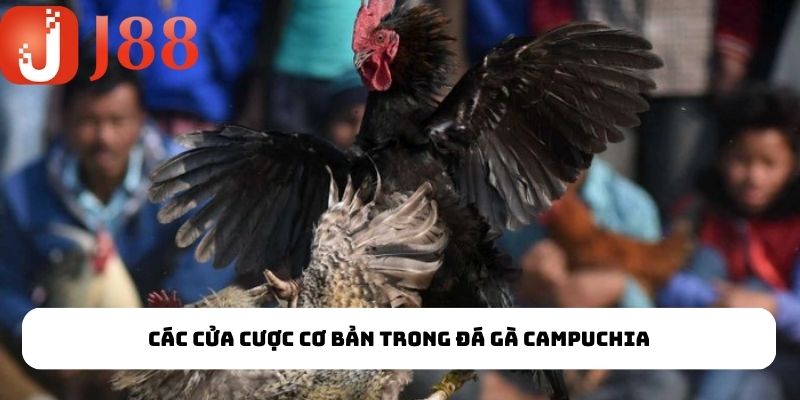 Đá Gà Campuchia - Thiên Đường Chọi Gà Dành Cho Hội Viên