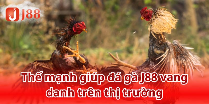 Đá gà J88 - Điểm đến lý tưởng nhất 2025